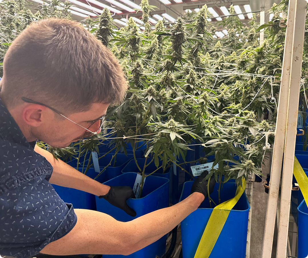 Metric Image | An individal inspecting a cannabis plant
